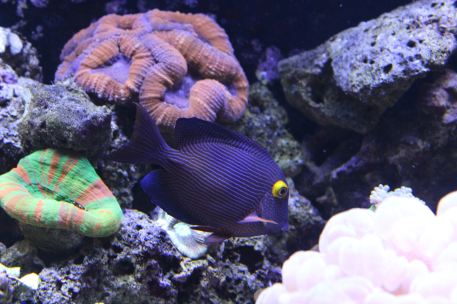  Ctenochaetus strigosus (Yellow-eye Tang, Kole/Bristletooth Tang)